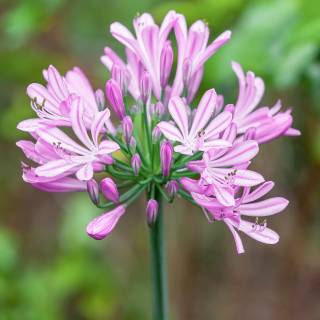 agapanthus rosea